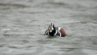 Harlequin Ducks [upl. by Traver215]