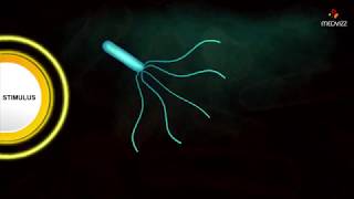 Flagellar Movement  Medical microbiology animations [upl. by Meela]