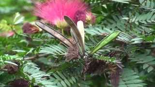 Calliandra haematocephala [upl. by Yenot]