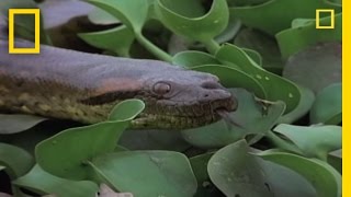 Anaconda Breeding Ball  National Geographic [upl. by Dieball]