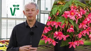 Welche Pflanzen fühlen sich im Schatten wohl Schattenpflanzen  Volkers Gartenwissen [upl. by Ralston]