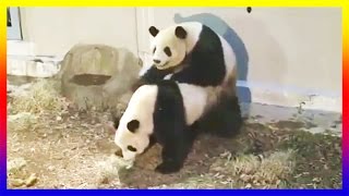 Two Panda Courting Then Mating At The Zoo [upl. by Charisse]