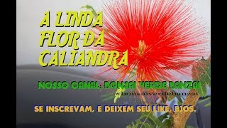 CALIANDRA Calliandra tweedii VERMELHA ESPONJINHA [upl. by Henleigh873]