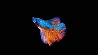 Fish Hologram Video 3D [upl. by Donavon]