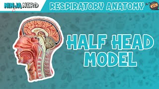 Respiratory  Half Head Anatomy [upl. by Trask]