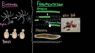 Budding spores fragmentation amp regeneration  How do organisms reproduce  Biology  Khan Academy [upl. by Chatterjee957]