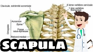 COURS DANATOMIE LA SCAPULA OMOPLATE [upl. by Xino]