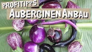 Auberginen anbauen  Tipps vom Profi [upl. by Neryt815]