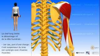 Muscle triceps brachial [upl. by Idok]