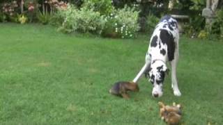 Great Dane plays with puppies [upl. by Anadroj]