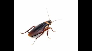 Cockroaches Facts signs and prevention tips [upl. by Ahsenev]