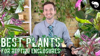 Five of the Best Plants for Reptile and Amphibian Enclosures [upl. by Ajtak937]