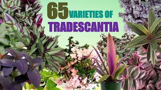 65 Rare Varieties of Tradescantia Plant with Names  Spiderwort varieties Plant and Planting [upl. by Leuqram]