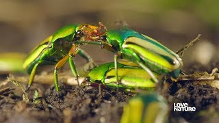 Insect Mating  Everything You Need to Know  Love Nature [upl. by Cirde]