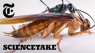 The Cockroach Karate Kick  ScienceTake [upl. by Uttica]