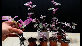 How to grow Tradescantia plant from cutting branch very easy [upl. by Stacia]