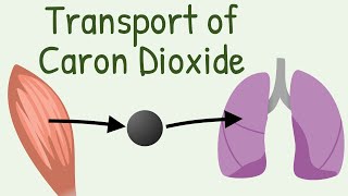 Transport of Carbon Dioxide in blood [upl. by Amliv981]