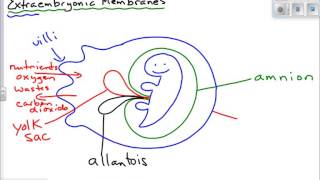 Extraembryonic Membranes [upl. by Selrahcnhoj670]