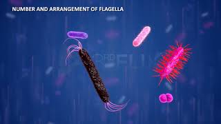 Prokaryotic Cell Flagella amp Fimbriae [upl. by Kotick118]