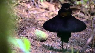 BBC Planet Earth  Birds of Paradise mating dance [upl. by Siclari]