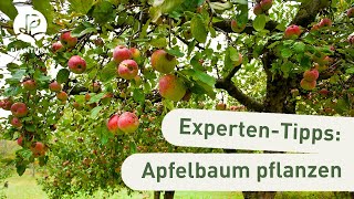 Apfelbaum pflanzen Unsere ExpertenTipps Anleitung [upl. by Blackington]