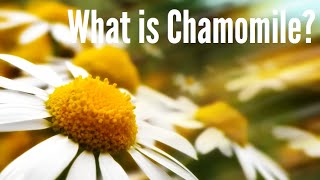 Benefits Of Chamomile Tea [upl. by Fina]