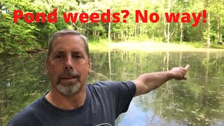 Treating pond weeds with chemicals [upl. by Lavelle602]