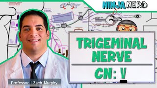 Neurology  Trigeminal Nerve Cranial Nerve V [upl. by Gytle]