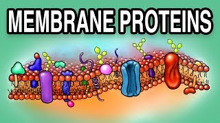 MEMBRANE PROTEINS  Types and Functions [upl. by Joceline279]