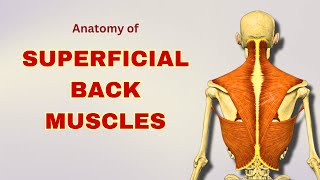 Superficial Back Muscles Anatomy  Extrinsic Back Muscles  Anatomy Tutorial  Doctor Speaks [upl. by Ozmo]