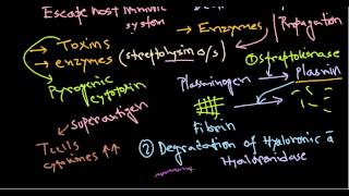 Streptococcus pathogenesis [upl. by Adilen514]