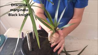 How to Prune amp Propagate your Draceana plants [upl. by Ariom]