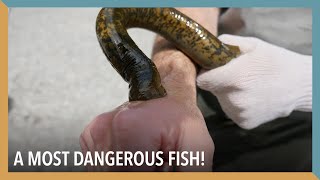 A Most Dangerous Fish  VOA Connect [upl. by Hildick927]