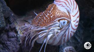 The Chambered Nautilus A Living Link With the Past [upl. by Kirbee708]