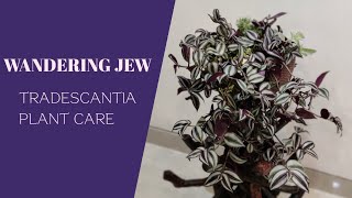 How to care for Tradescantia  Wandering Jew Inch Plant  The Practical Gardener [upl. by Waddle]