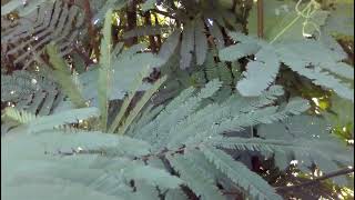 CALLIANDRA CALOTHYRSUS [upl. by Lled682]