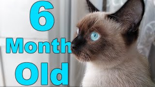 Siamese Cat MİX Himalayan Cat 6 month old cat [upl. by Oslec]