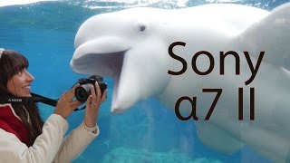 Sony a7II Review [upl. by Adnarem]