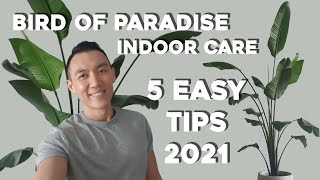 Bird of Paradise Indoor Care  5 Easy Care Tips  Strelitzia Nicolai amp Reginae Plant Tips [upl. by Lachish311]