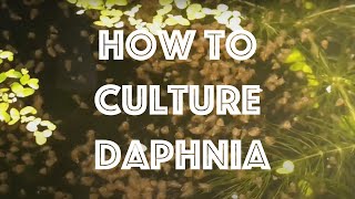 How To Culture Daphnia Magna [upl. by Eronel]