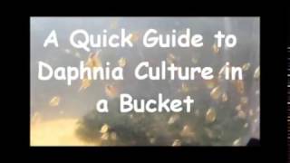 How to culture daphnia outside [upl. by Oetomit]