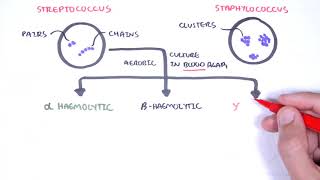 Microbiology  Streptococcus species [upl. by Pegma]