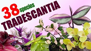 38 TRADESCANTIA SPECIES  HERB STORIES [upl. by Saiff]