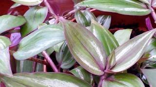 A Closer Look at TRADESCANTIA ZEBRINA  Spiderwort Wandering Jew [upl. by Aneele]