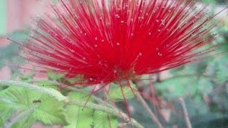 Calliandra haematocephala Red powderpuff [upl. by Regen]