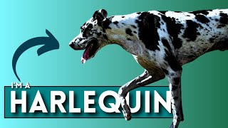 What are Harlequin Great Danes [upl. by Atok433]