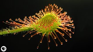 4 DEADLY Carnivorous Plants [upl. by Enyaht583]