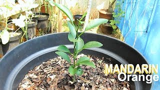 Growing MANDARIN from Seed [upl. by Harvison]