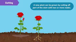 Types of Reproduction in Plants [upl. by Denby]