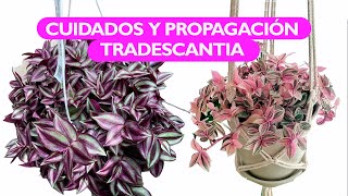 Todo lo que tenés que saber sobre la Tradescantia Zebrina [upl. by Nihcas588]